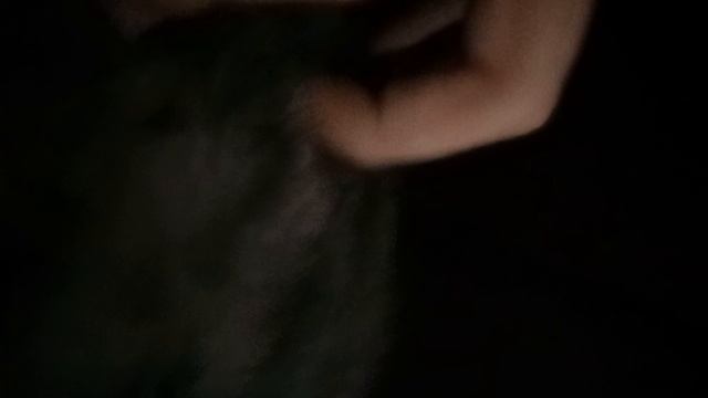 красивый котик