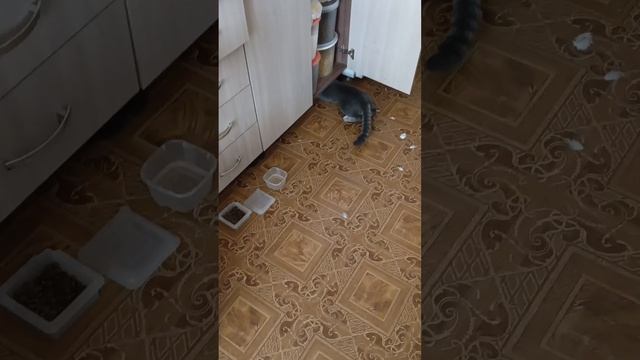 кот охотник гроза голубей