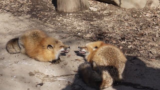 Zao kitsune mura — Лисья деревня в Японии