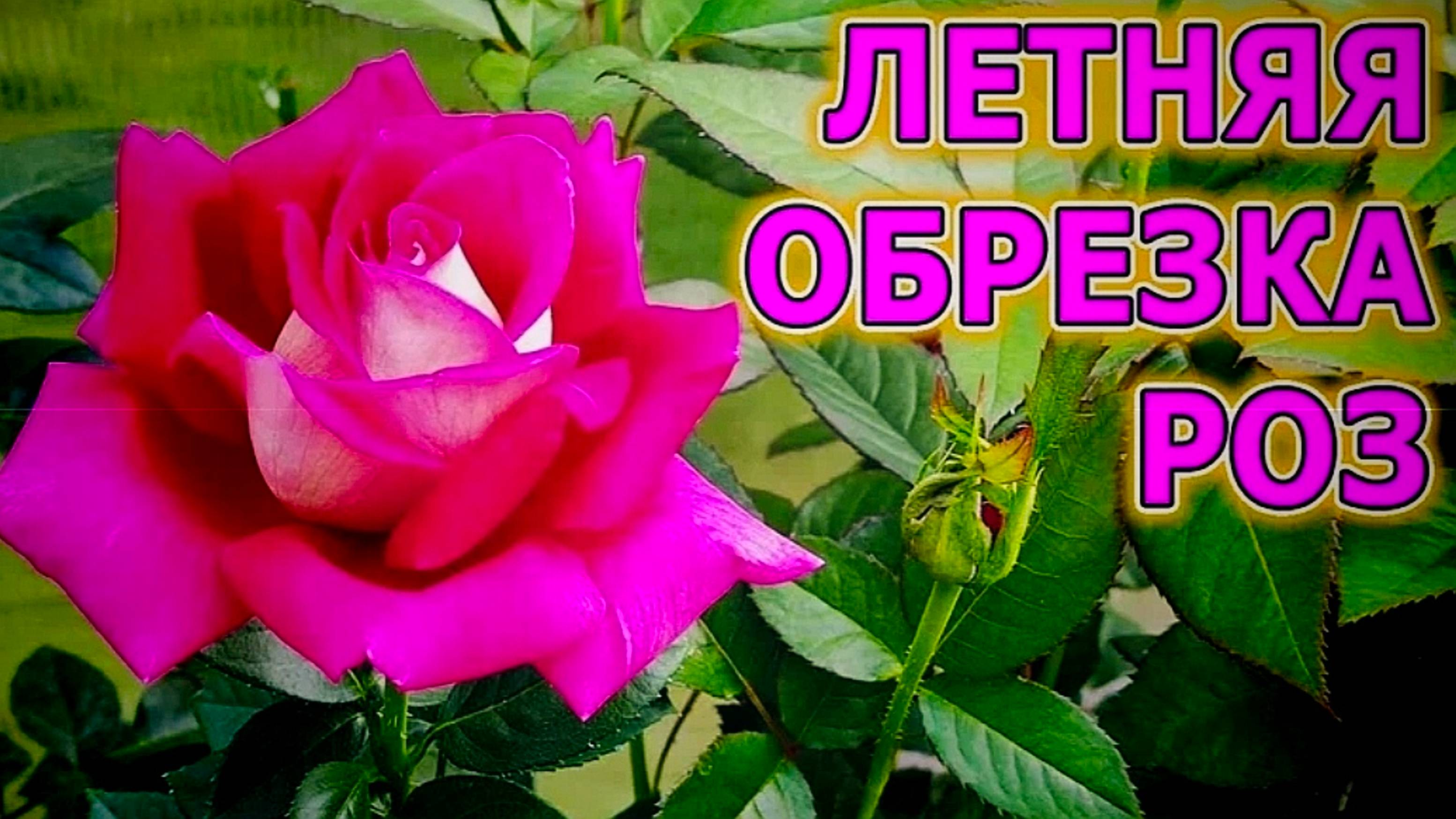 КАК  ПРАВИЛЬНО ОБРЕЗАТЬ РОЗЫ ПОСЛЕ ЦВЕТЕНИЯ В ТЕЧЕНИЕ ЛЕТА