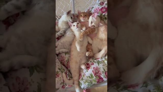 Наш TG https://t.me/liveofcats