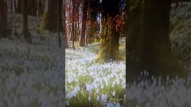 Когда весна придет...