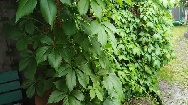 VID_20250609_071818.mp4