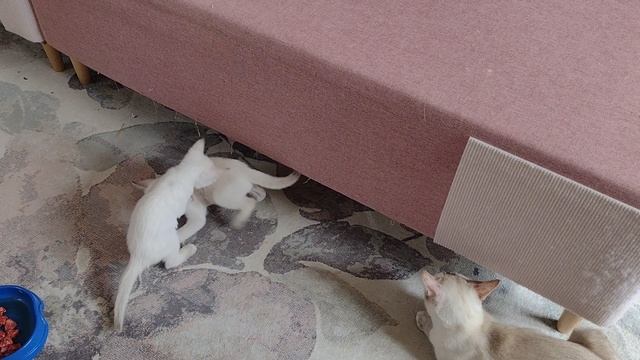 Кто спит, кто ест, кто играет - и все это тайские котята