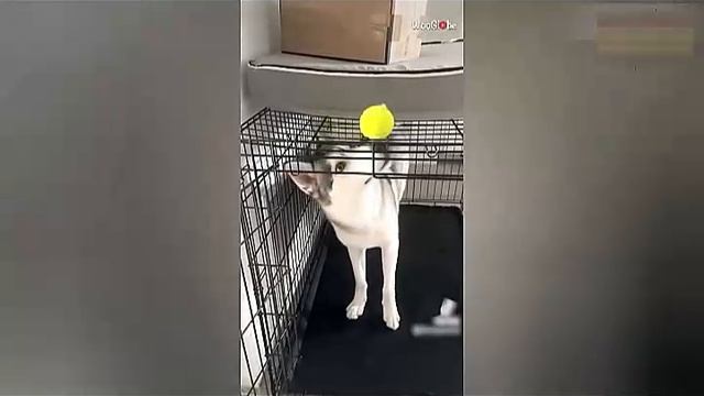 Всячинки