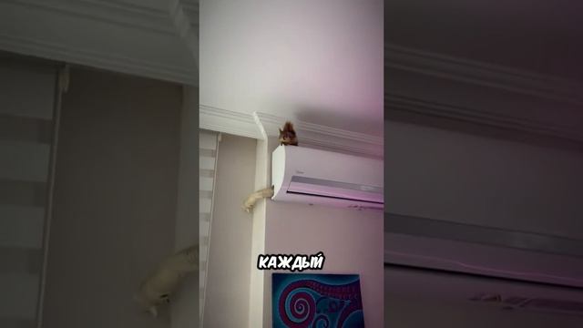 мой кот на кухне когда ночью не жрал