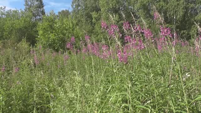 Заготовка Иван-чая.