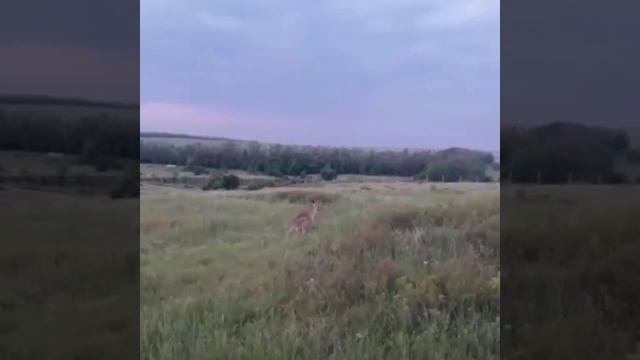 Кенгуру сбежал из зоопарка и разгуливает в окрестностях Ростова