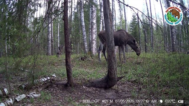 07.05.2025.Лось.Заповедник Большая Кокшага.Лесной гигант остановился у камеры, обнюхал ветку и ушел