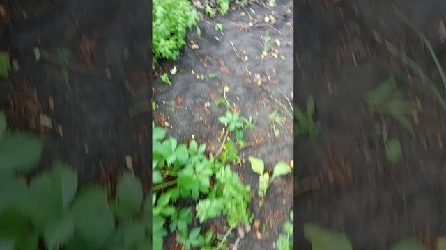 VID_20250608_173614