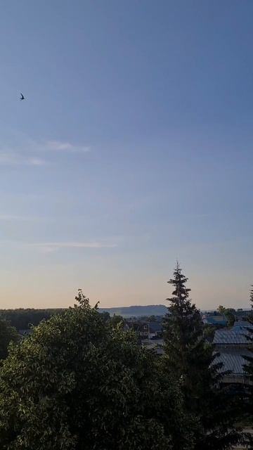 Ласточкин фокстрот