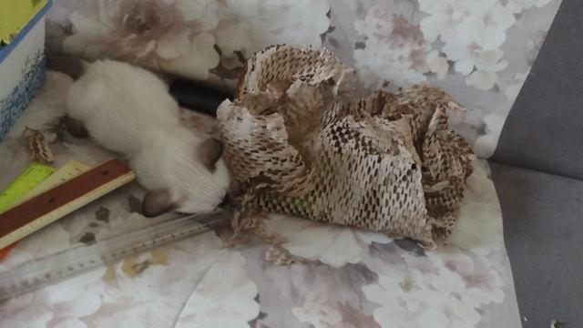 Кошка Варя учит ребенка плохому