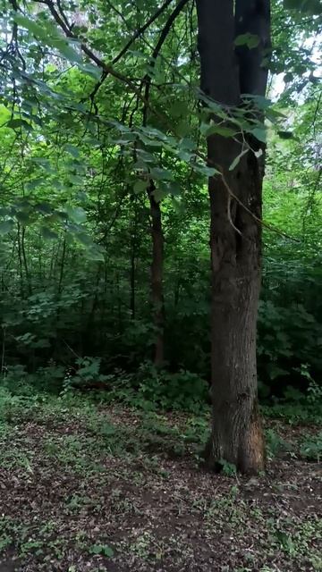 Летний лес. Пение птиц