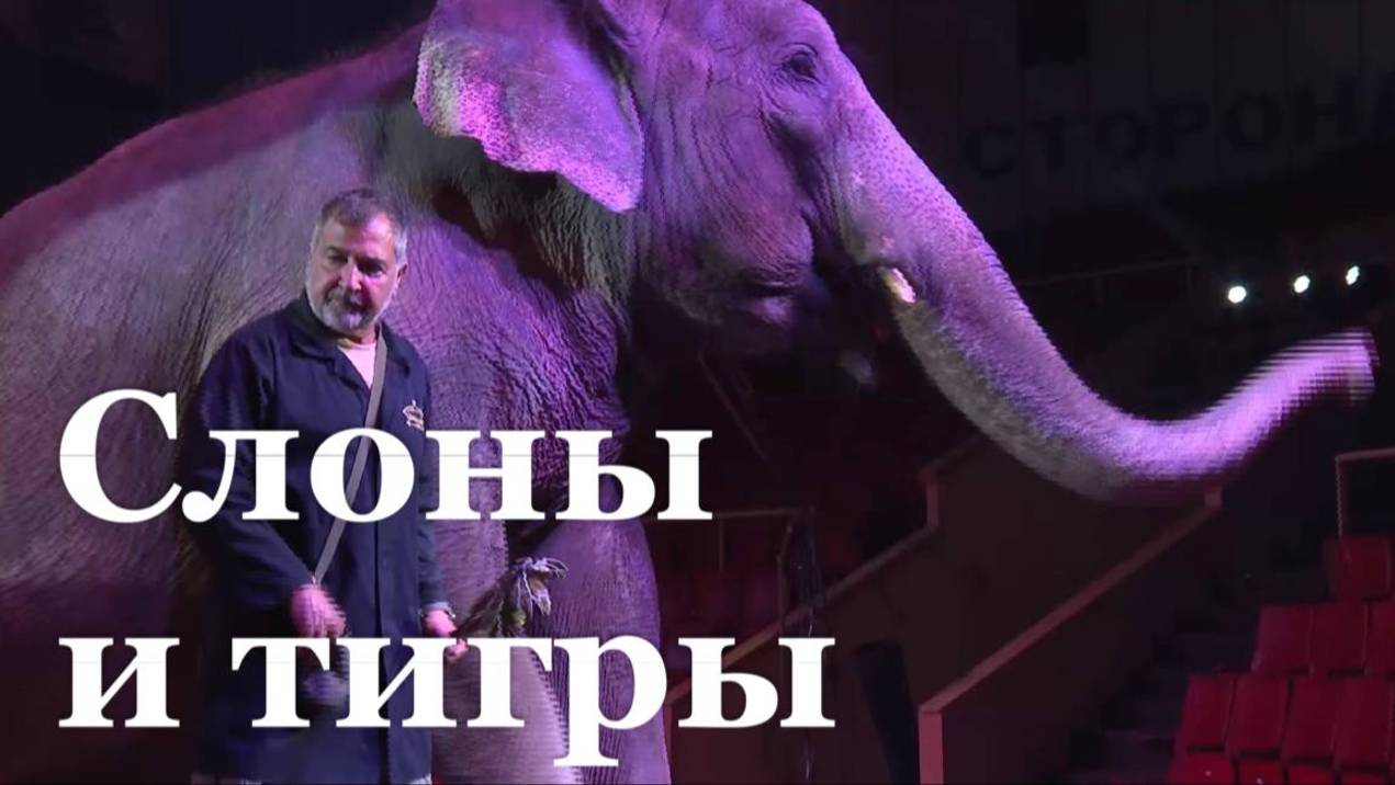 В Луганске состоялась премьера циркового шоу «Слоны и тигры»