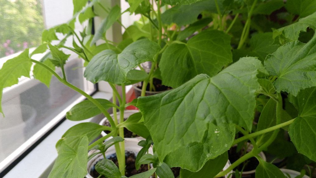 Посадила 🥒🥒🥒на балконе//Влог с 1 по 7 июня 2025// Белгород//Обо всем по немногу