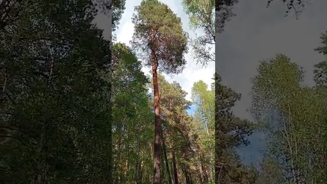 1000017385.mp4