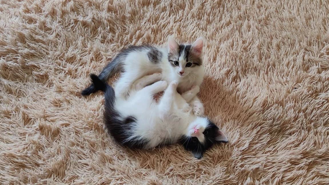 Котята дерутся или играют. Как это определить