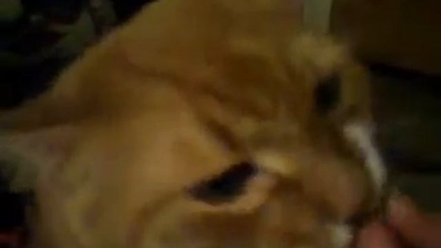Котэ