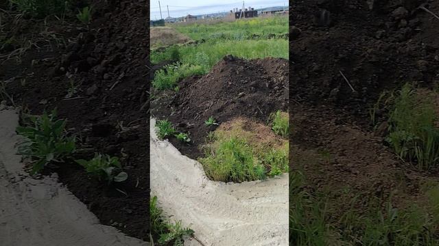 Разумное -81