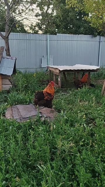 Петухи Орпингтов