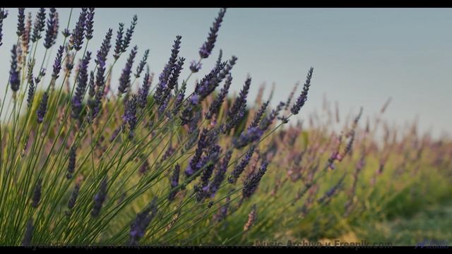 Звук заставляет дышать глубже на каждом кадре - A Fanciful Invention -- J Hacha De Zola -- Antipatic