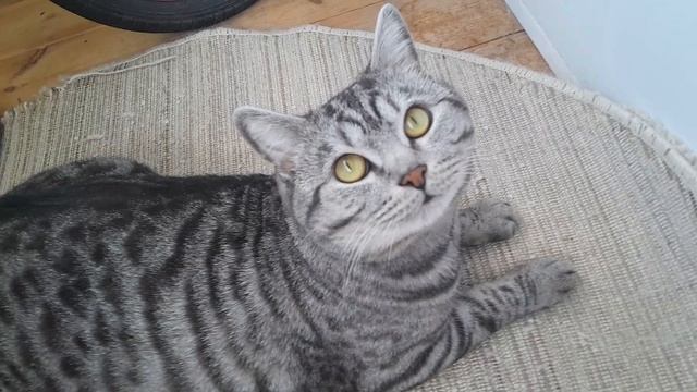 Котик мяу! #кот #милашка #в рекомендации