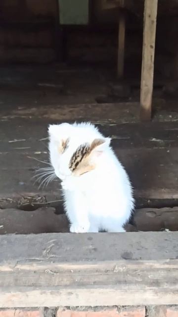 Умывание котёнка