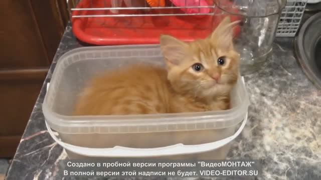 Моё рыжее чудо!Назвали АЛЬФ