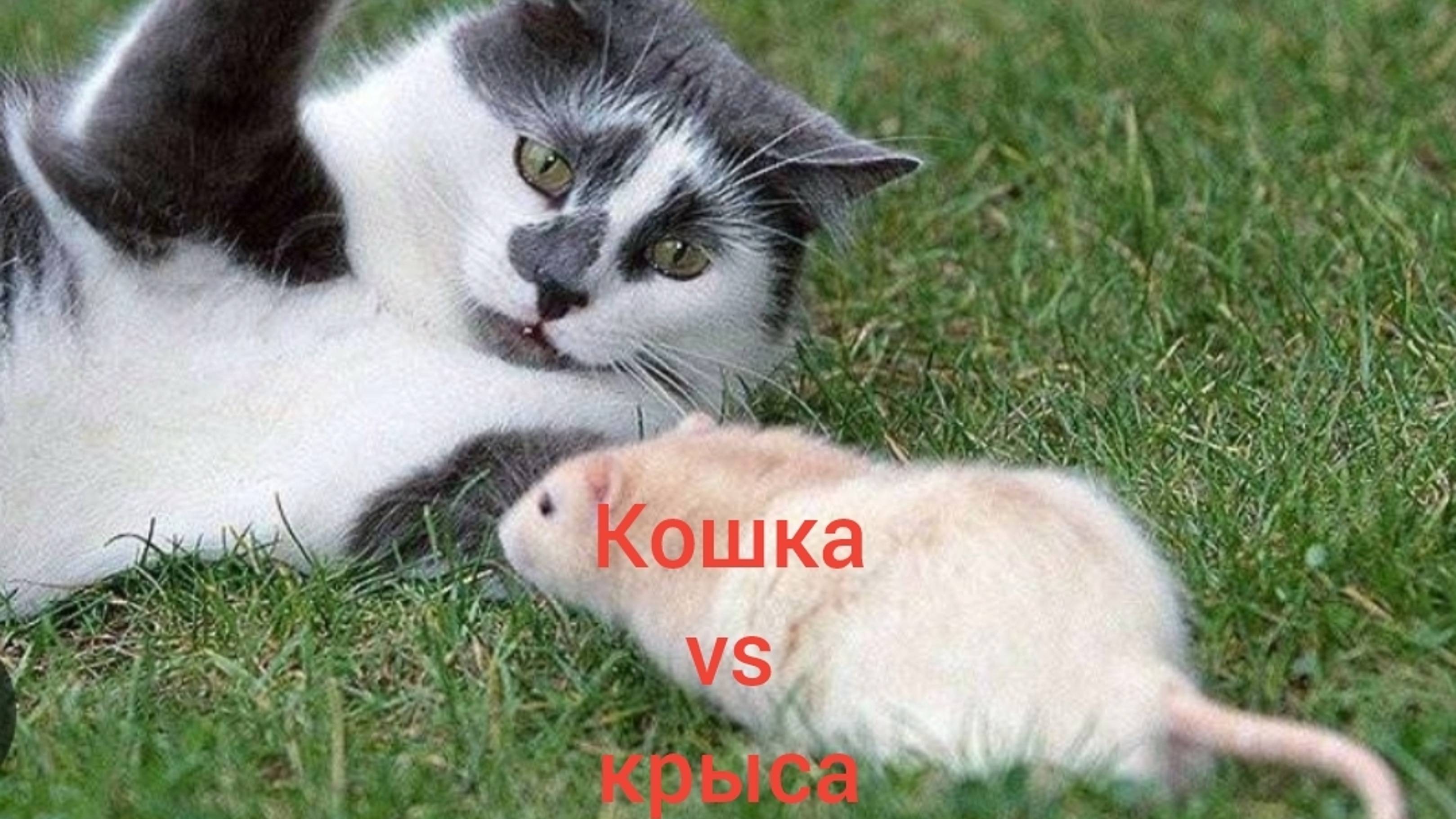 Фильм кошка vs  крыса