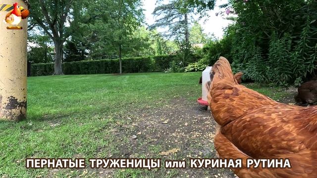 Куры несушки свободного выгула и их обычная куриная рутина – эпизод (422)