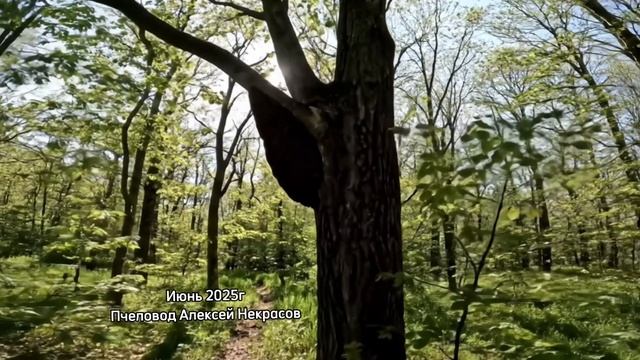 Дикий бортевой мед - Мёд диких пчел из леса 2025г. Пчеловод Алексей Некрасов