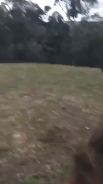 Австралийский питомец