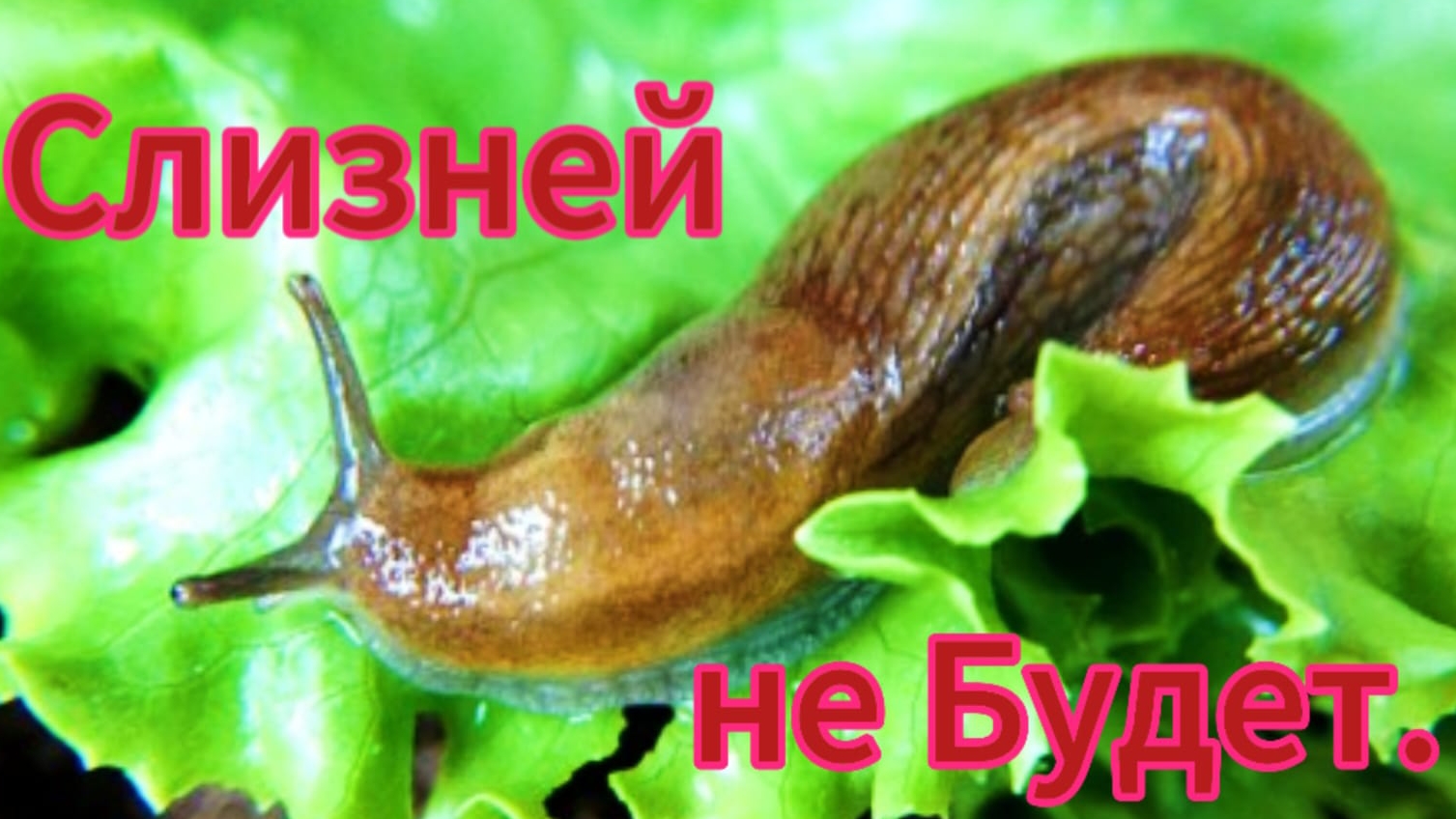 Как избавиться от слизней! Борьба со слизнями. Эффективное средство.
