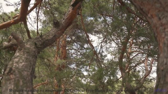 Музыка превращает съёмку в настоящий портал в мечты - A1-Zanne nel velluto -- Rien Virgule -- Le Cou