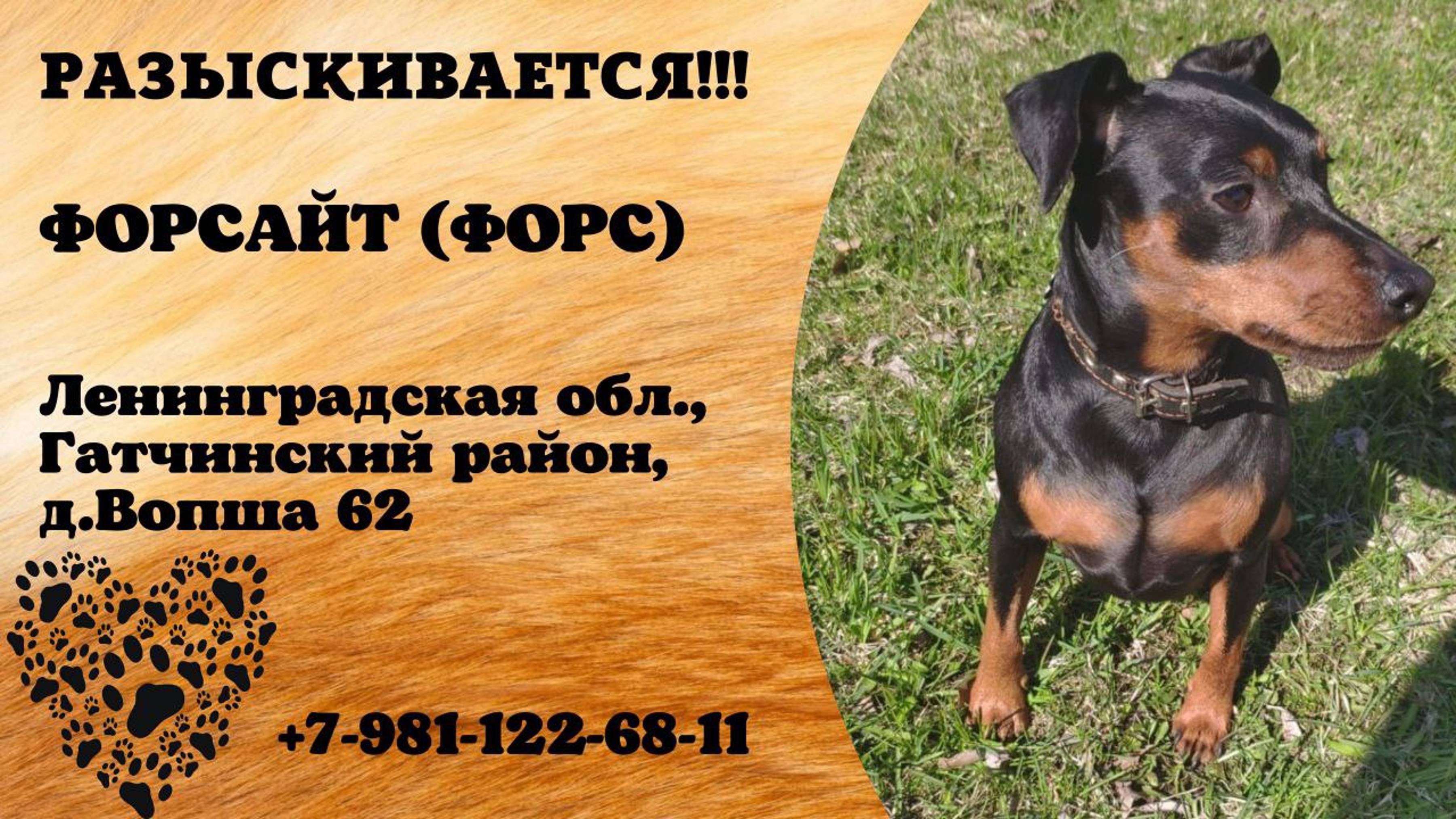 Пропала собака! ФОРСАЙТ (ФОРС).  Ленинградская обл, Гатчинский р-он, д. Вопша