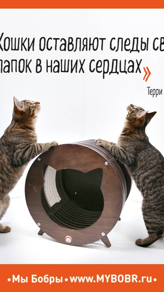 Начинается новая неделя снова с  Бобрами