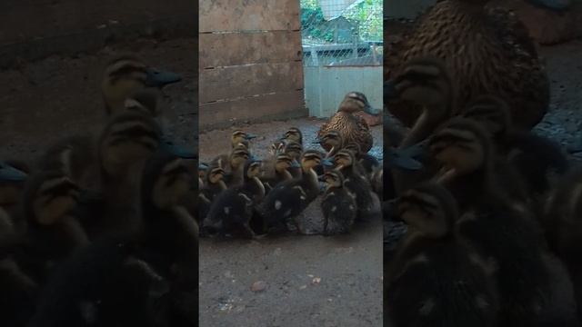 16 дневные утята с мамой