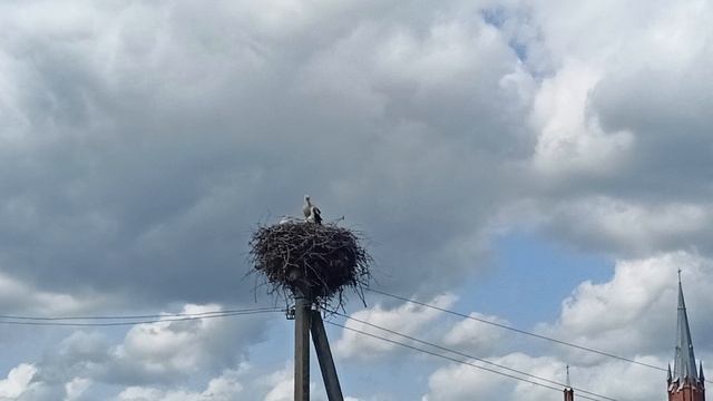 Виды. Аист