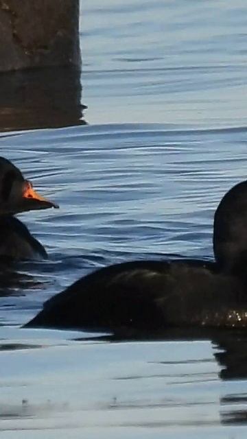 Синьга на Белом море в НП "Онежское Поморье"