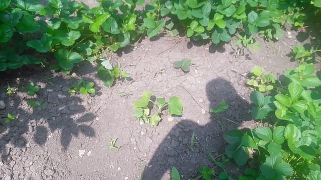 VID_20250605_133425