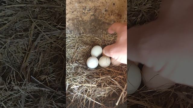 Эксперимент с квочкой 🐔 собираю яйца🥚