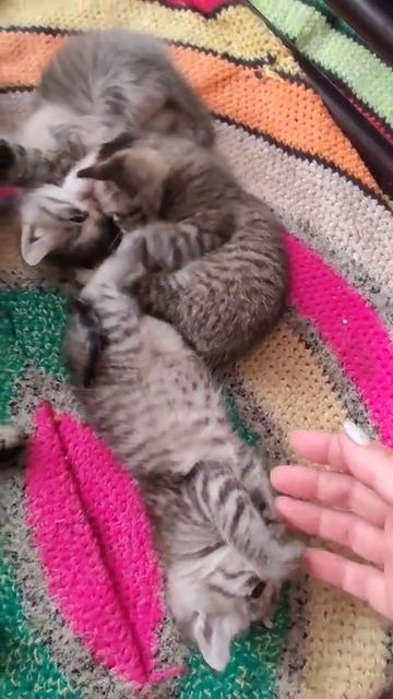 Котятки с грядки