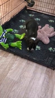 Моя маленькая любимая собака