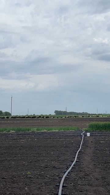 🐑 Стадо овец выходит на выпас