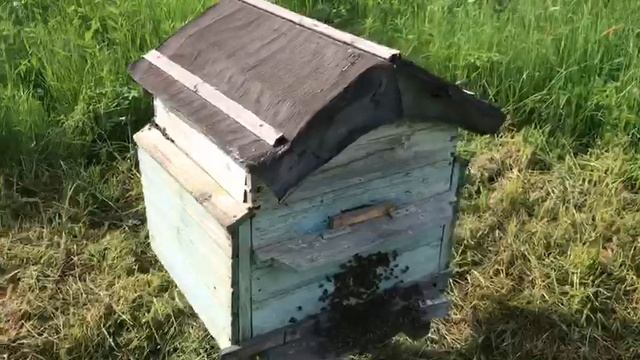 9 ИЮНЯ ОБСТАНОВКА НА ПАСЕКЕ В ДЕРЕВНЕ