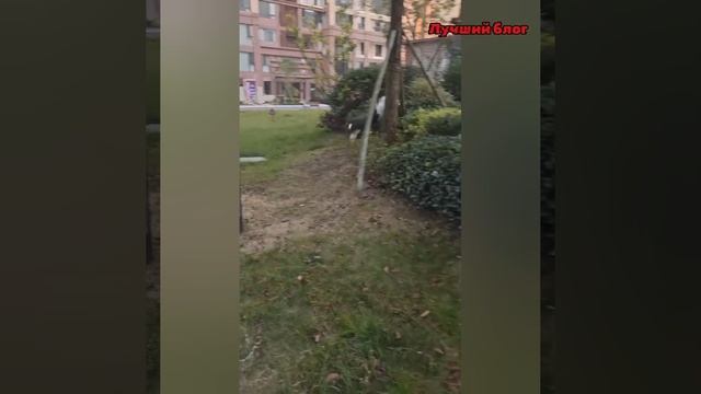 СМЕШНЫЕ ЖИВОТНЫЕ 😺