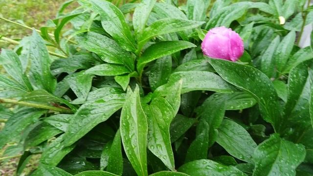 VID_20250609_072208.mp4