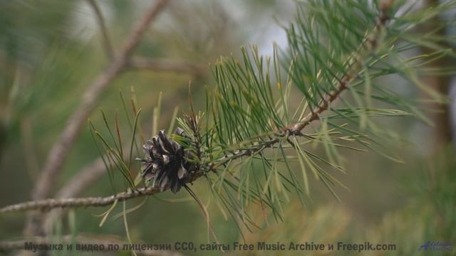 Песня, которая заряжает пейзажи! - January-June-and-December -- Ketsa -- Collective Consciousness