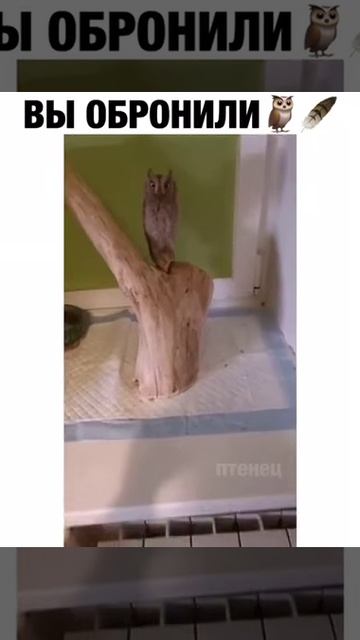 Сова Перо Это ваше?