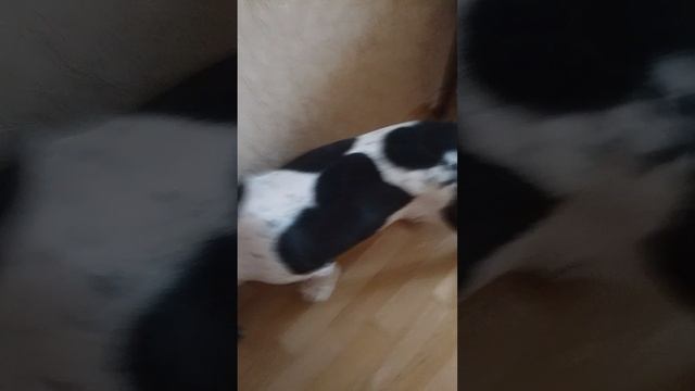 Гардиропчик  но все мне не то..